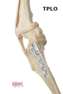 tibial plateau leveling operation TPLO
