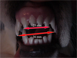 Base narrow canines Base narrow canines