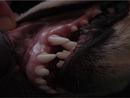 Base narrow canines Base narrow canines