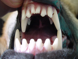 Base narrow canines