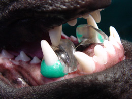 Base narrow canines