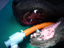Deze hond, hier nog onder anaesthesie, kreeg 4 kronen. Deze hond, hier nog onder anaesthesie, kreeg 4 kronen.