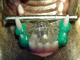 Base narrow canines