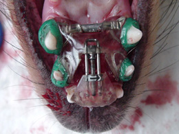 Base narrow canines Base narrow canines