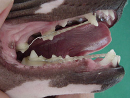 Lance teeth Lance teeth
