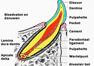Overzicht van de opbouw van een tand Overzicht van de opbouw van een tand
